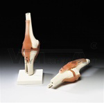 Knee Joint Model with Ligaments